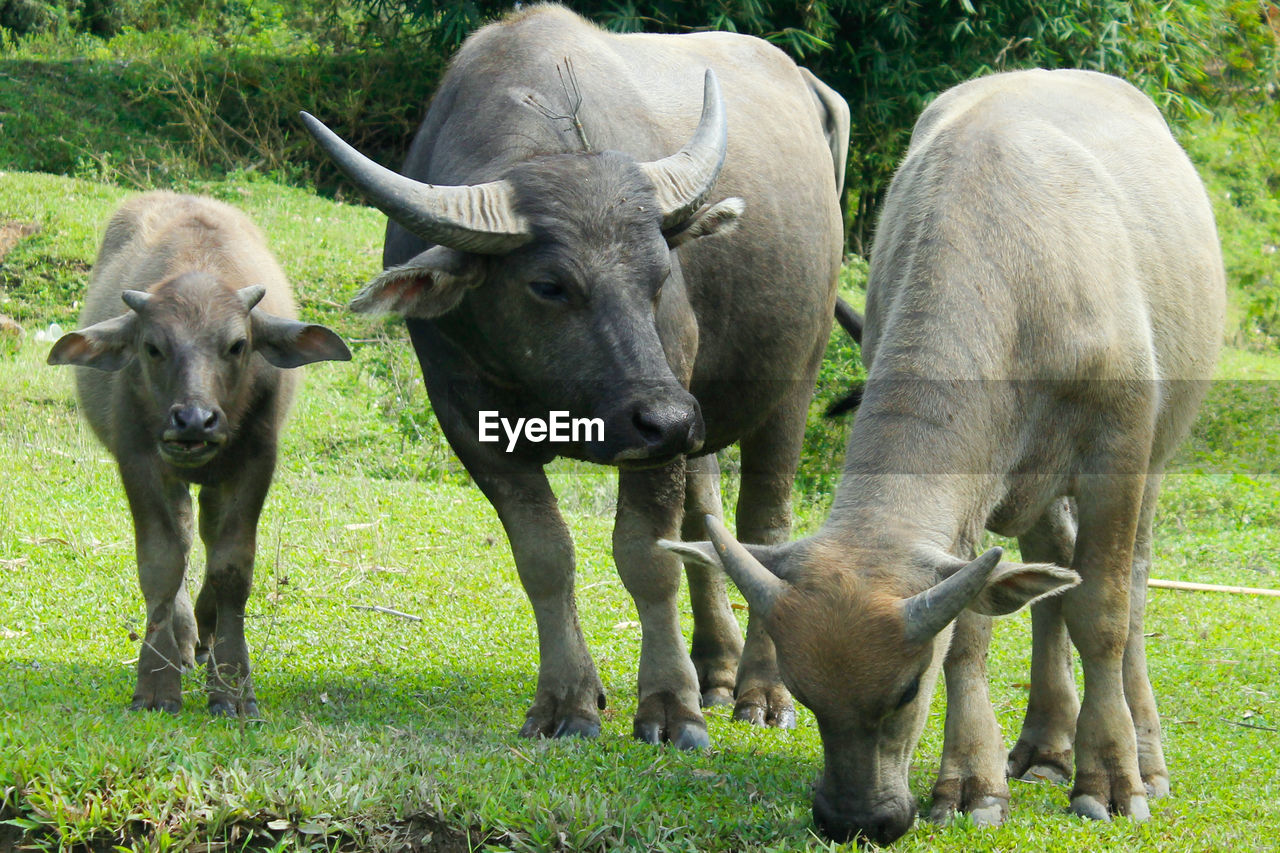 Buffalos family on the grass