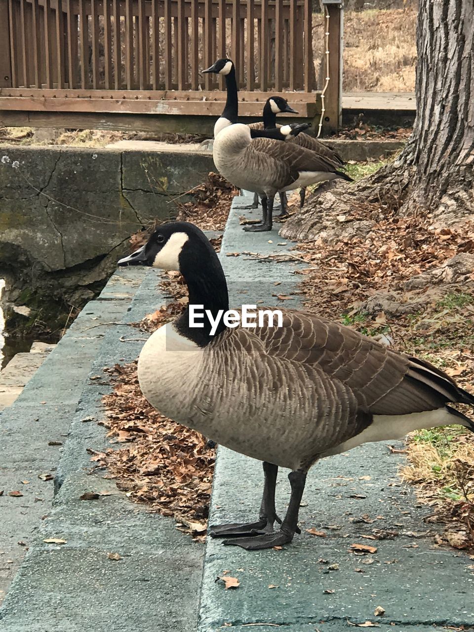 HIGH ANGLE VIEW OF GEESE IN WATER