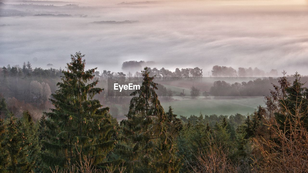 Panoramic view of forest against sky