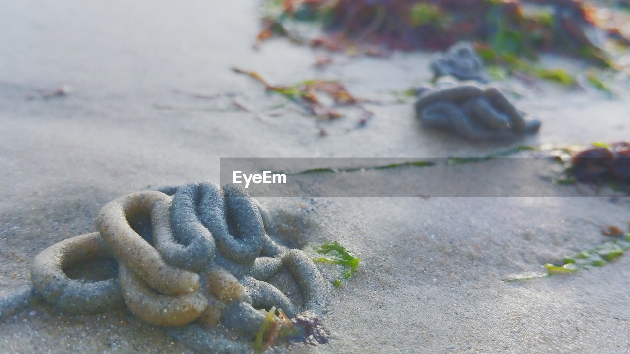 Close-up of worm cast on beach