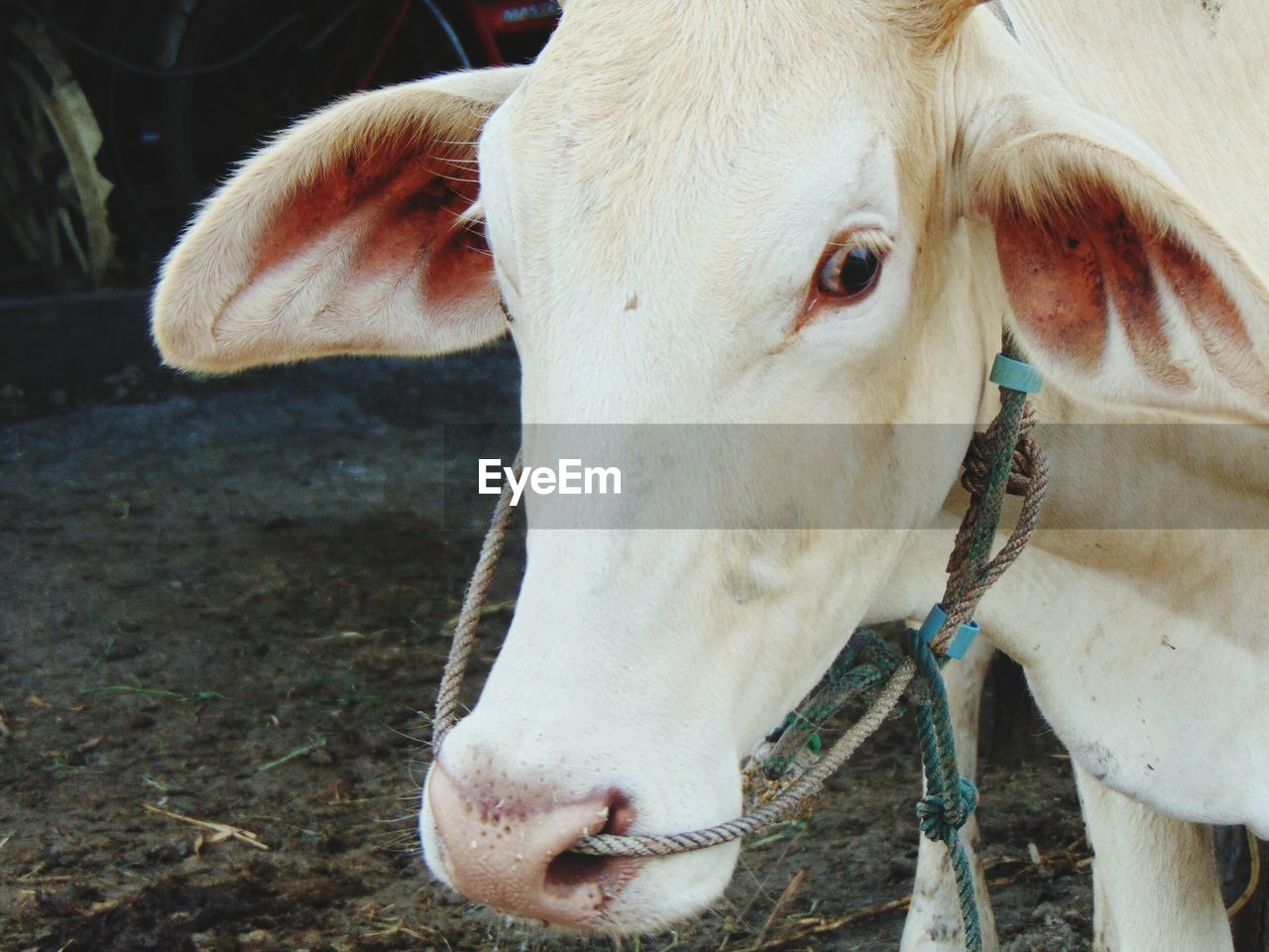 Close-up of a cow