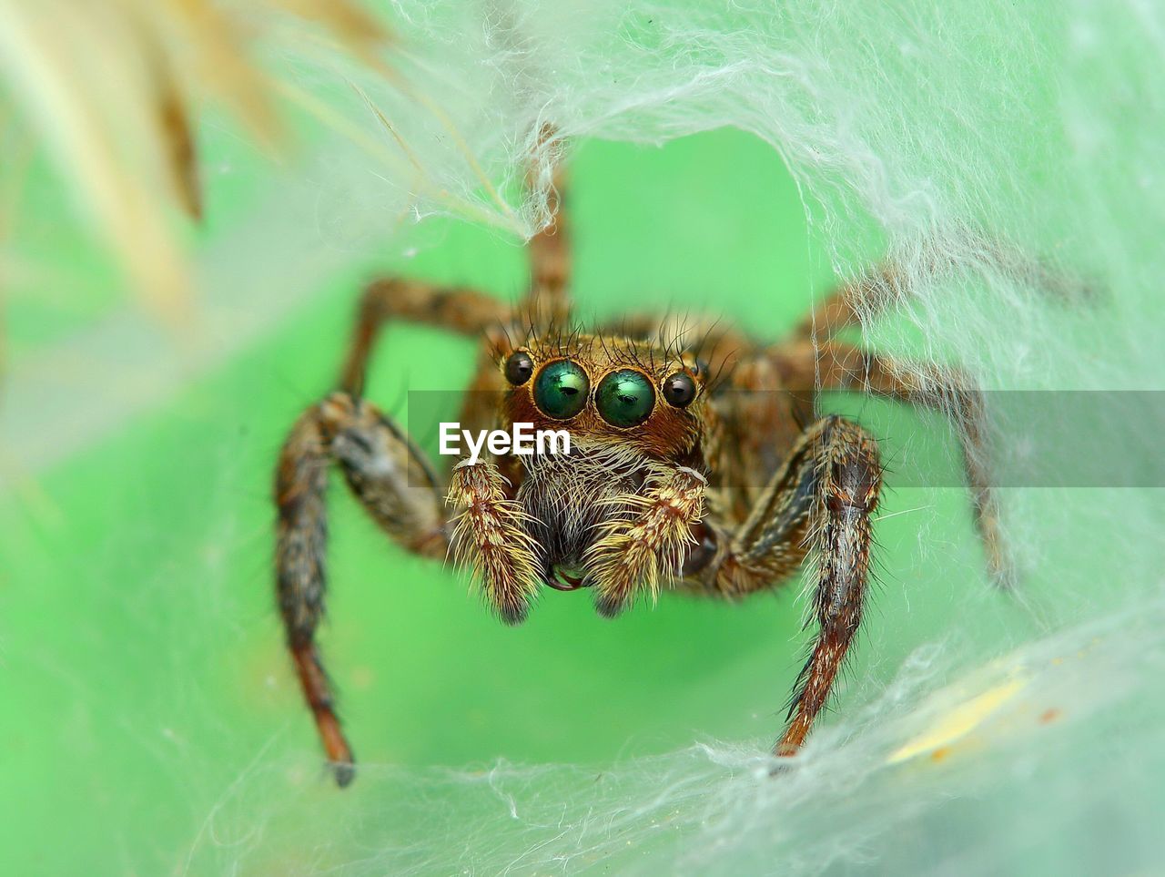 CLOSE-UP VIEW OF SPIDER