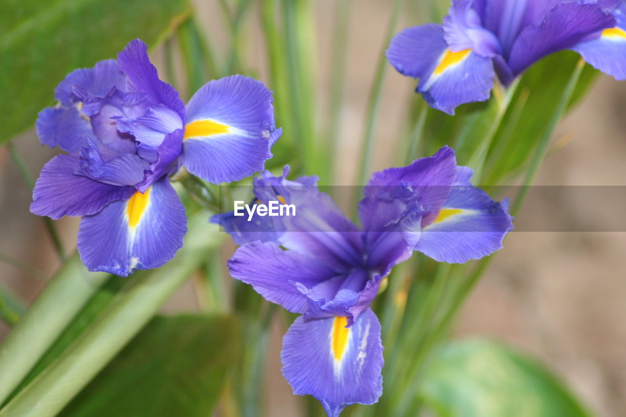 MACRO SHOT OF WET PURPLE FLOWER