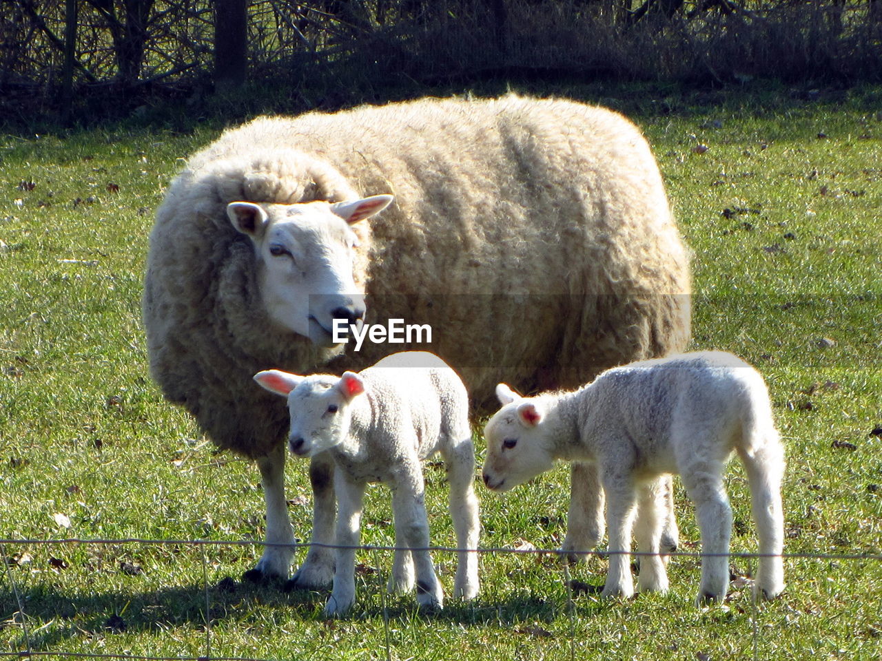 Sheep with lambs on grassy field