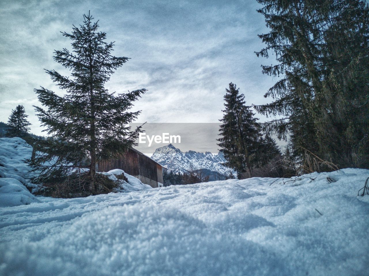 Pine trees on snow covered land against sky wilder kaiser 