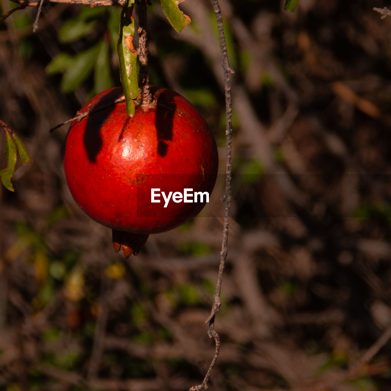 Close-up of red pomegranate
