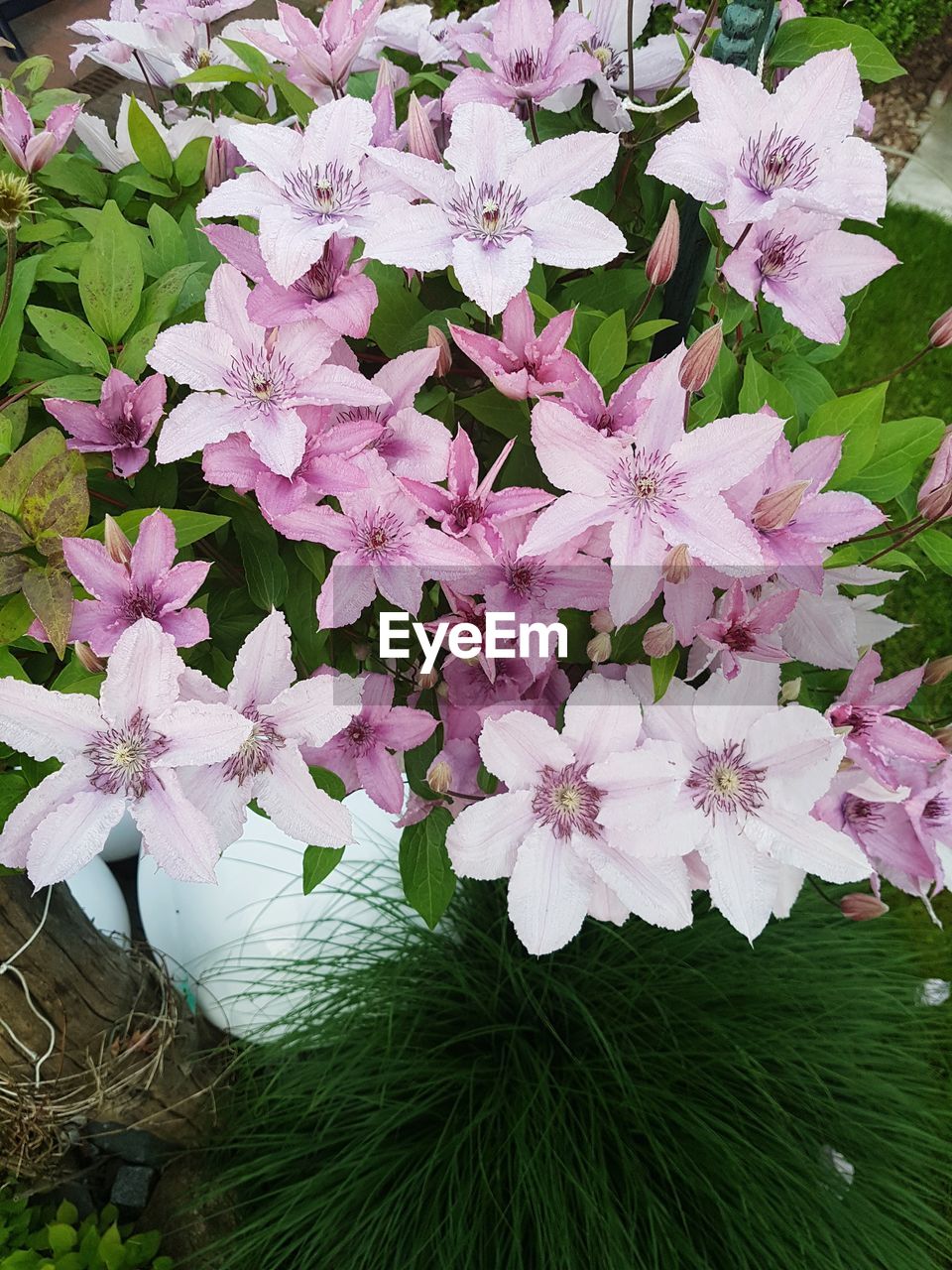 HIGH ANGLE VIEW OF PINK FLOWERS BLOOMING IN PLANT