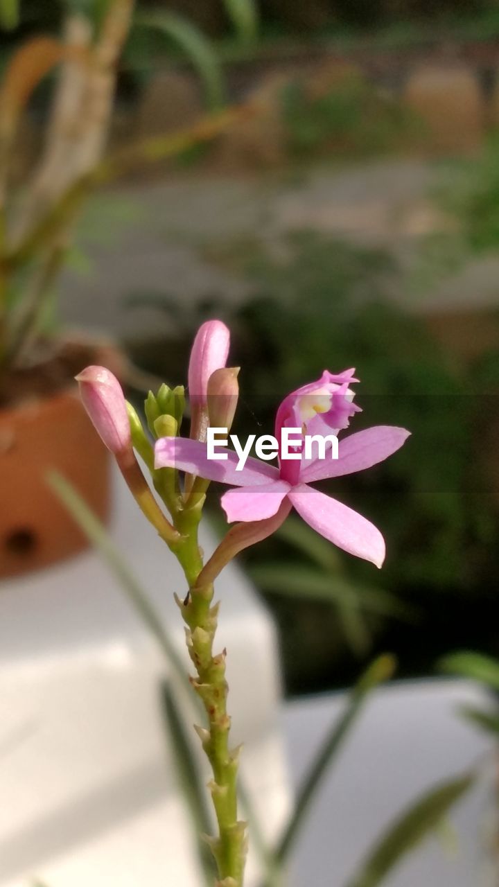 CLOSE-UP OF PINK FLOWER