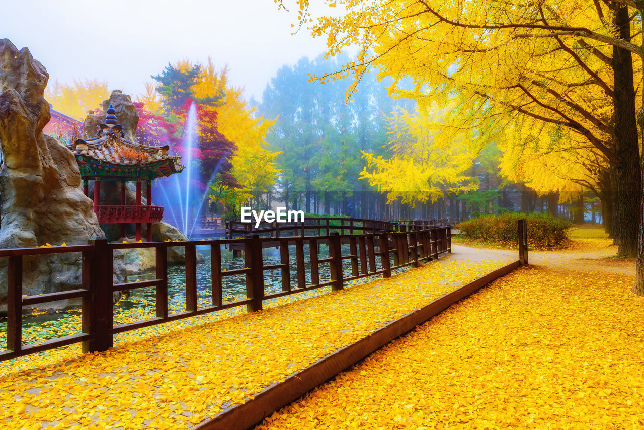 TREES IN PARK DURING AUTUMN AGAINST SKY