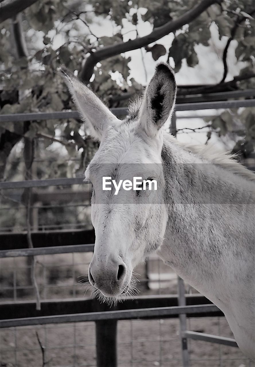 PORTRAIT OF HORSE STANDING