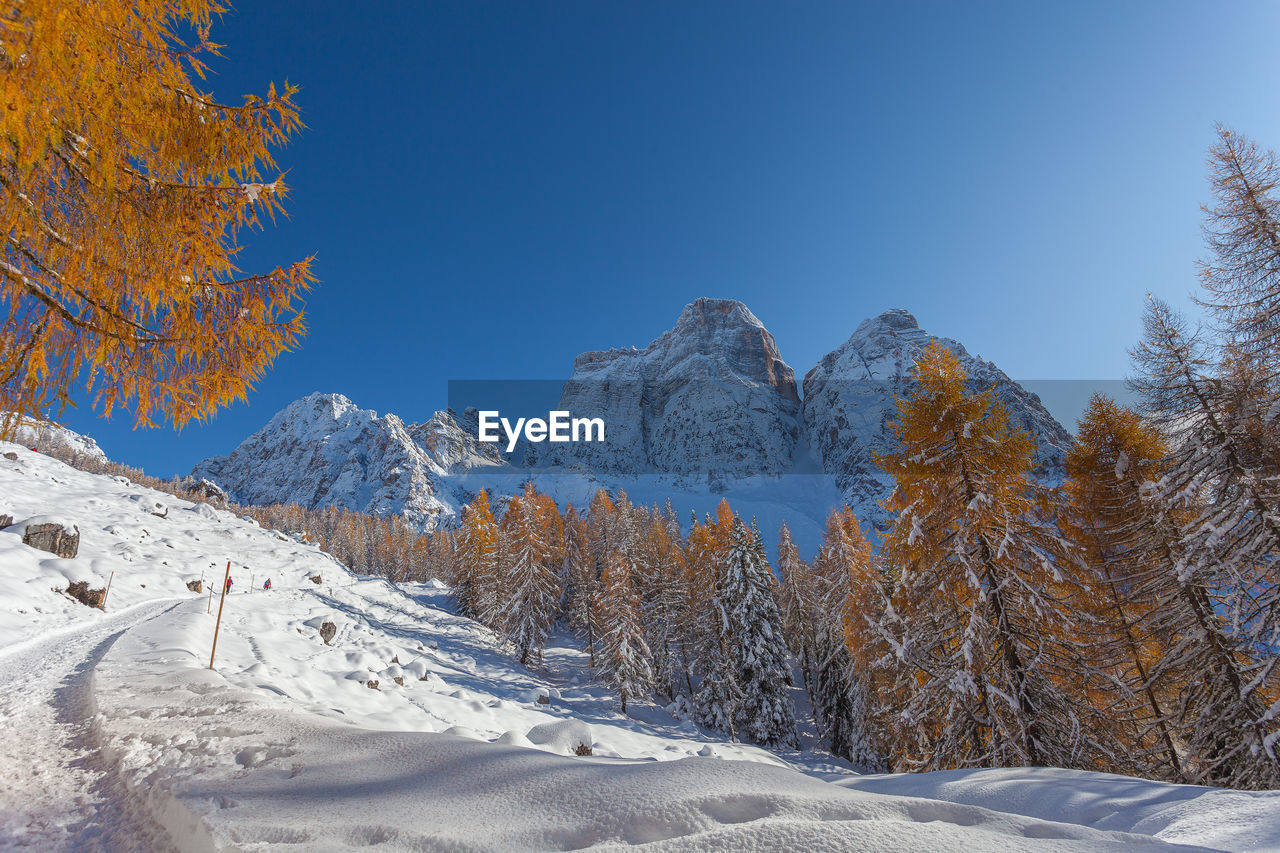 Snowy path with autumn colored larches and mount pelmo in the background, dolomites, italy