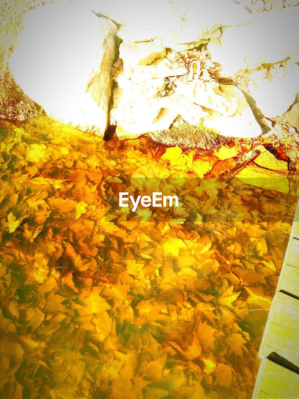 AUTUMNAL LEAVES ON TREE TRUNK