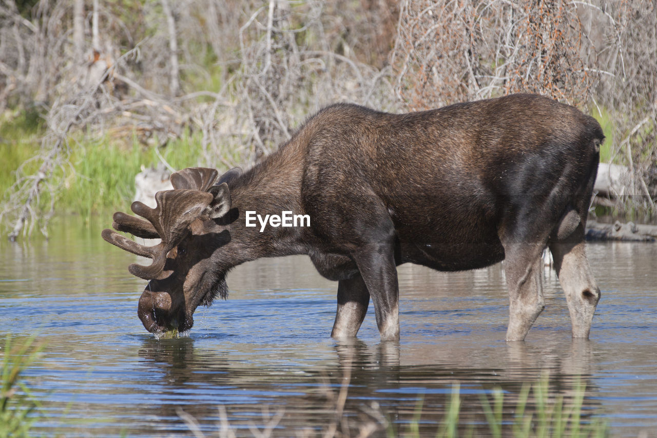 Moose drinking water in lake