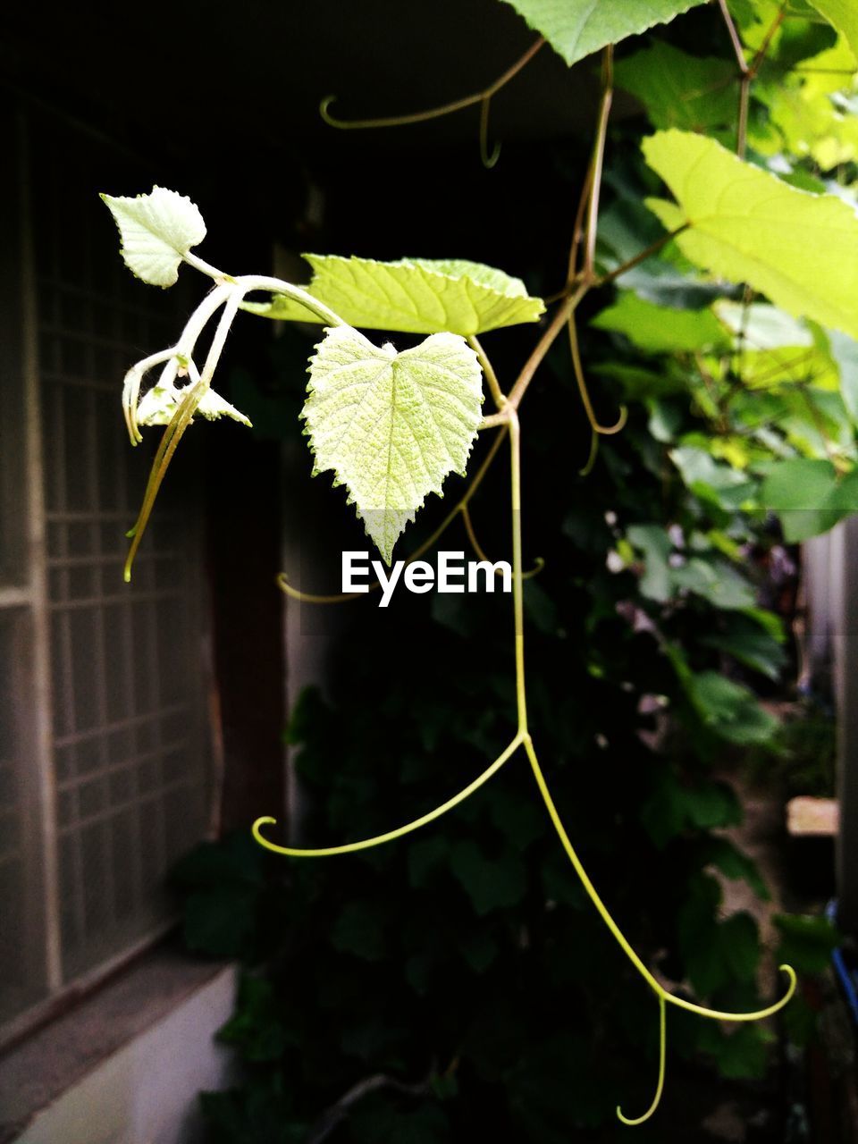 CLOSE-UP OF PLANT GROWING ON WOODEN WALL