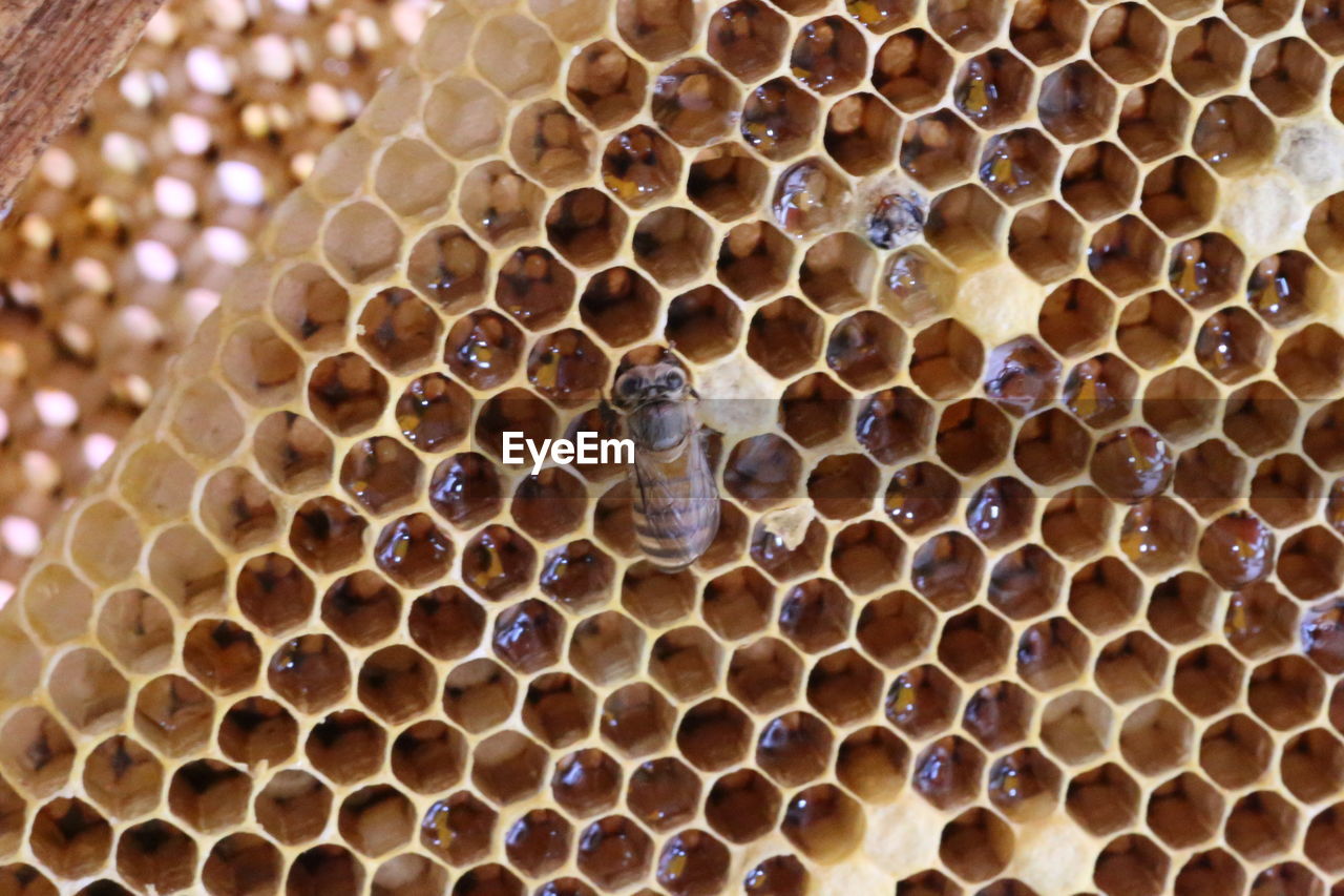 Close-up of a bee on honey comb still attached to a hive frame. 