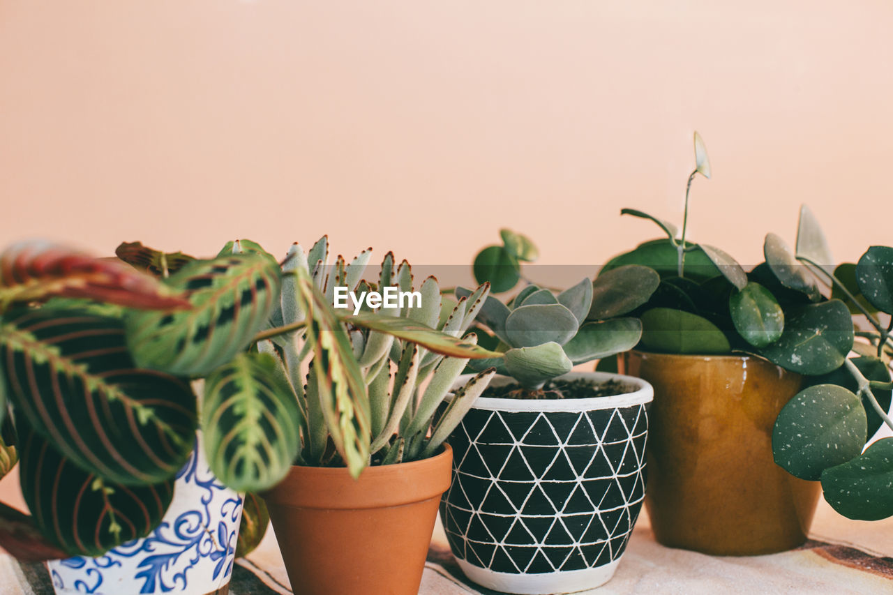 CLOSE-UP OF POTTED PLANTS ON WALL