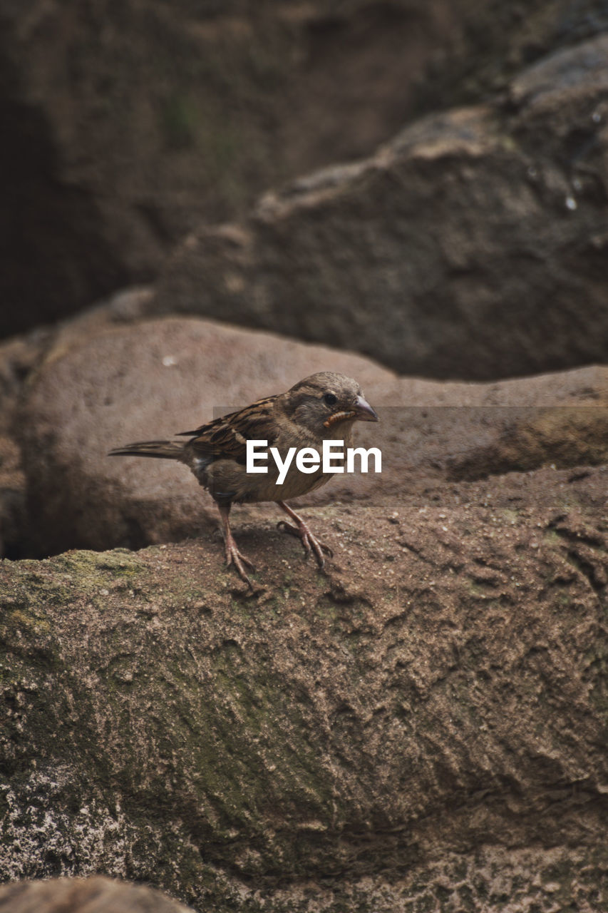 Vertical shot of a sparrow with worm in its beak in a zoo