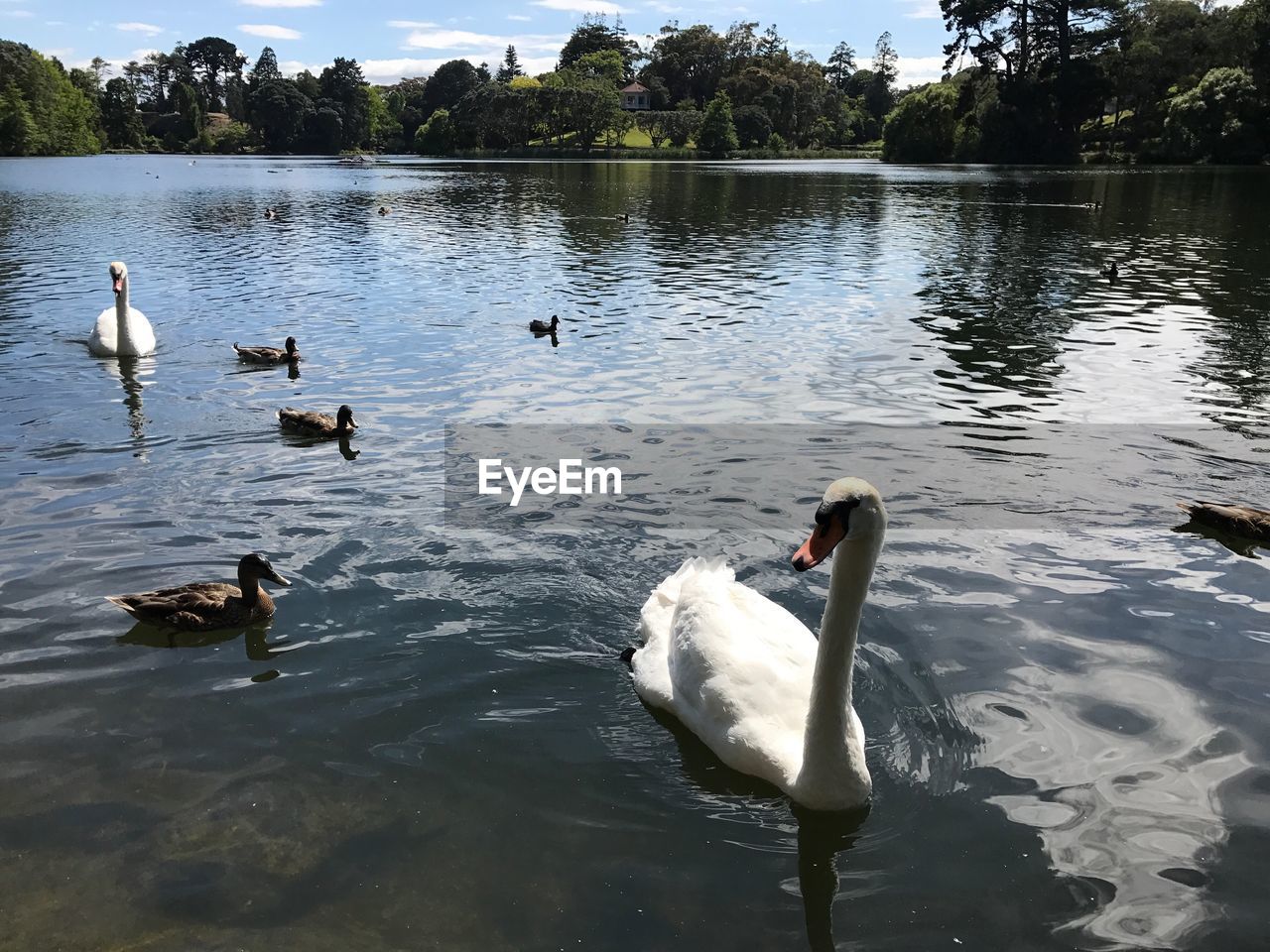 SWAN SWIMMING ON LAKE