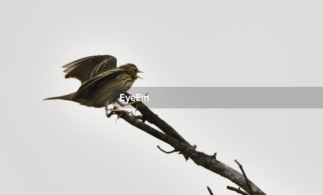 LOW ANGLE VIEW OF BIRD PERCHING AGAINST CLEAR SKY