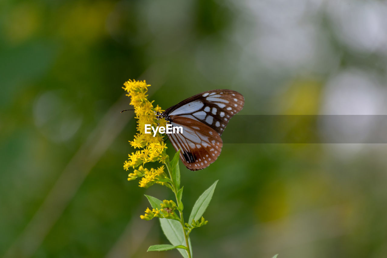 Close-up of butterfly on yellow flower