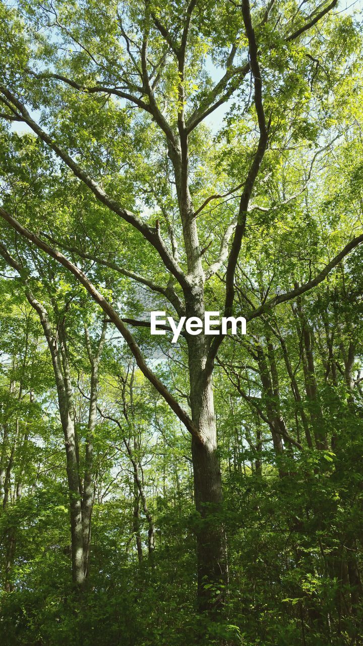 VIEW OF TREES IN FOREST