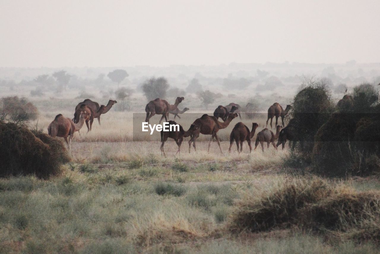 Camels walking on grassy landscape against sky