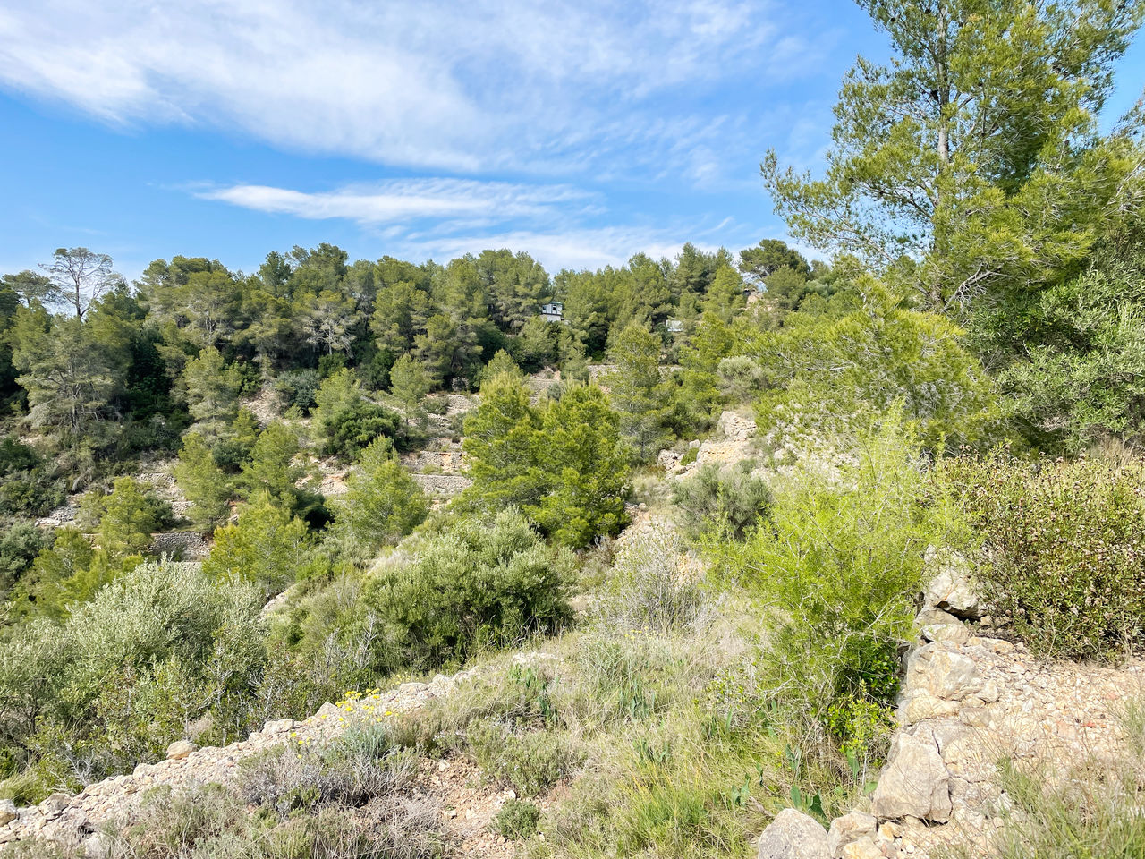 Green olive tree landscape against mountain range