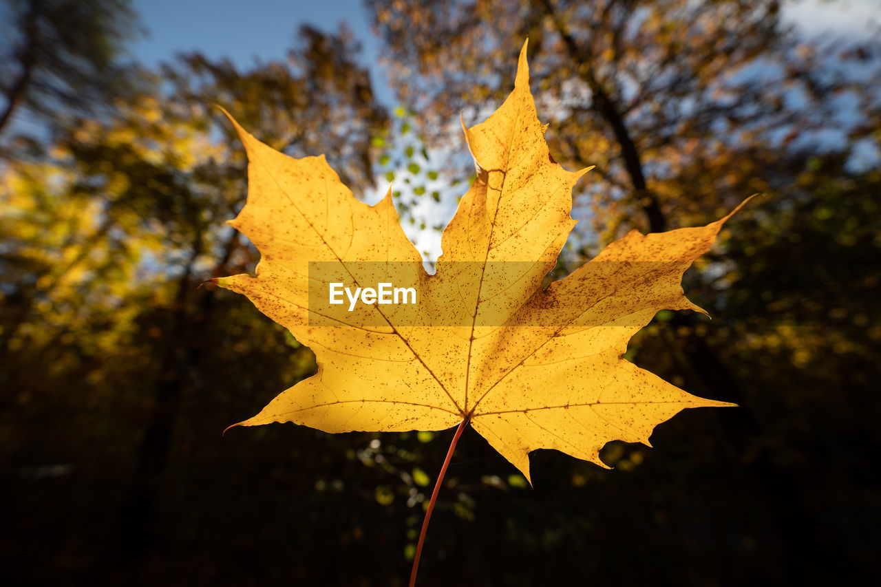 Close-up of maple leaf on tree