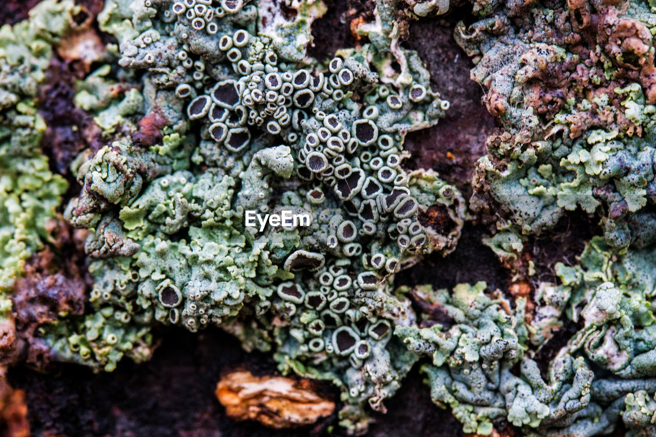 Close-up of coral underwater