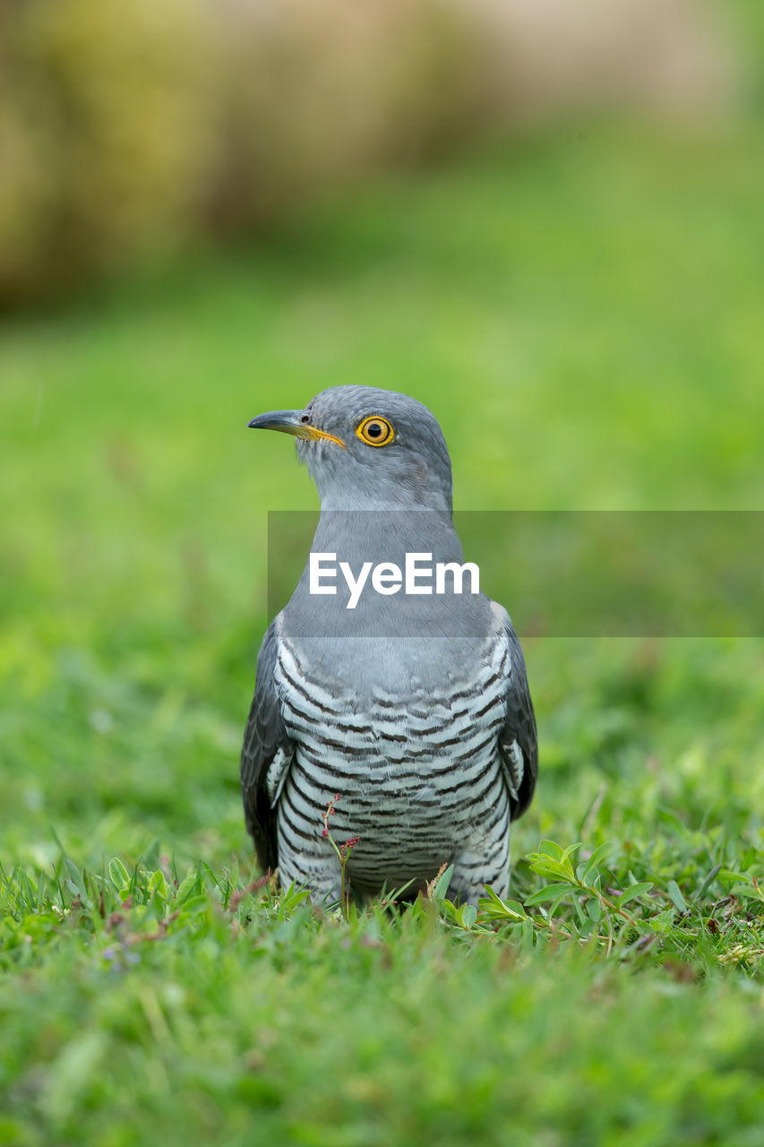 A common cuckoo up close