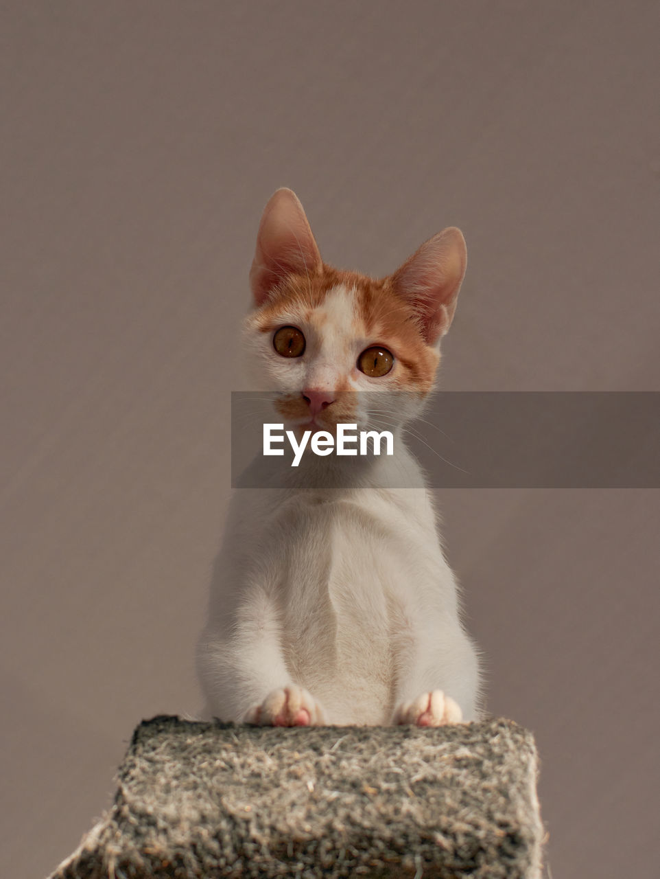 PORTRAIT OF KITTEN SITTING ON WALL