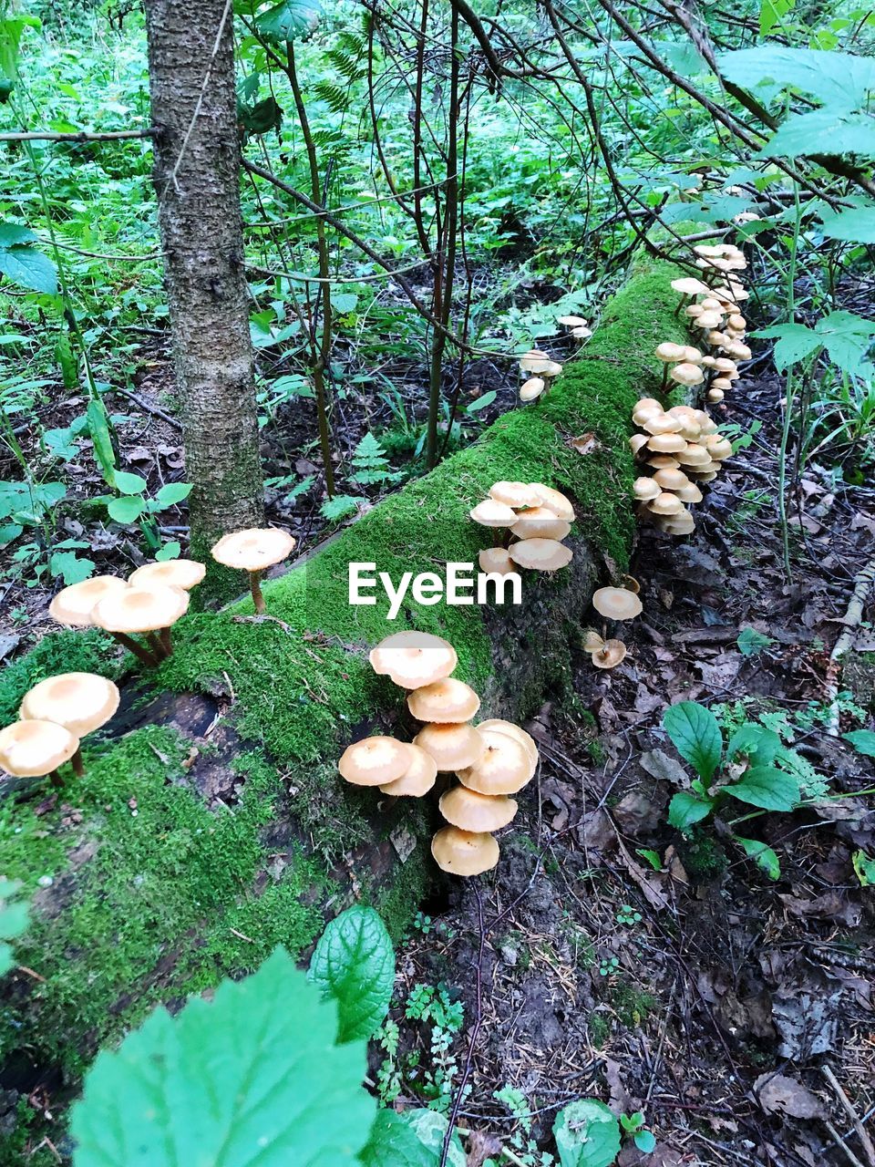 MUSHROOM GROWING ON FIELD