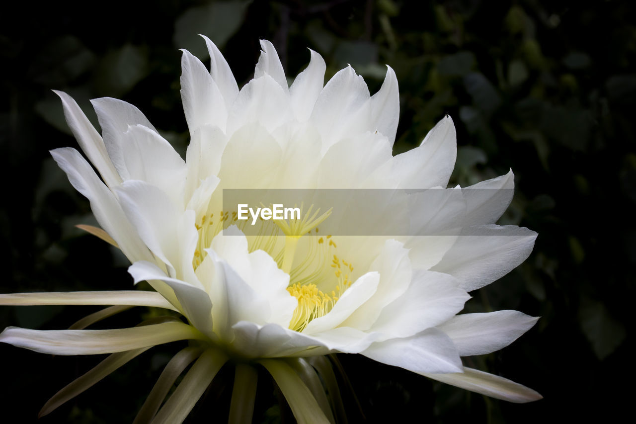 CLOSE-UP OF WHITE DAISY FLOWER