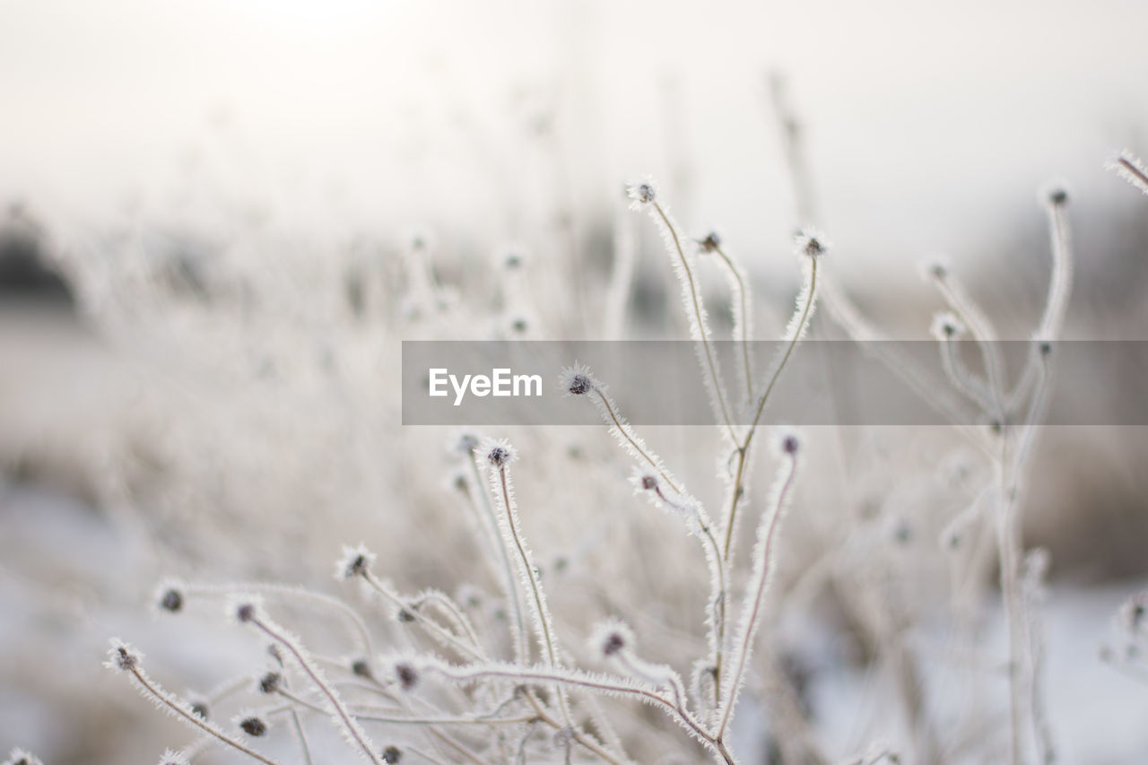 Close-up of frozen plants during winter