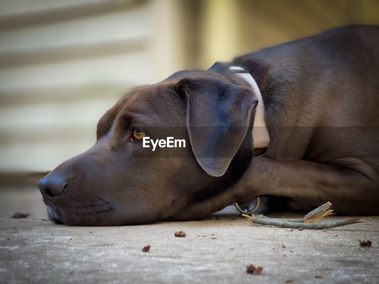 Close-up of dog sleeping on floor