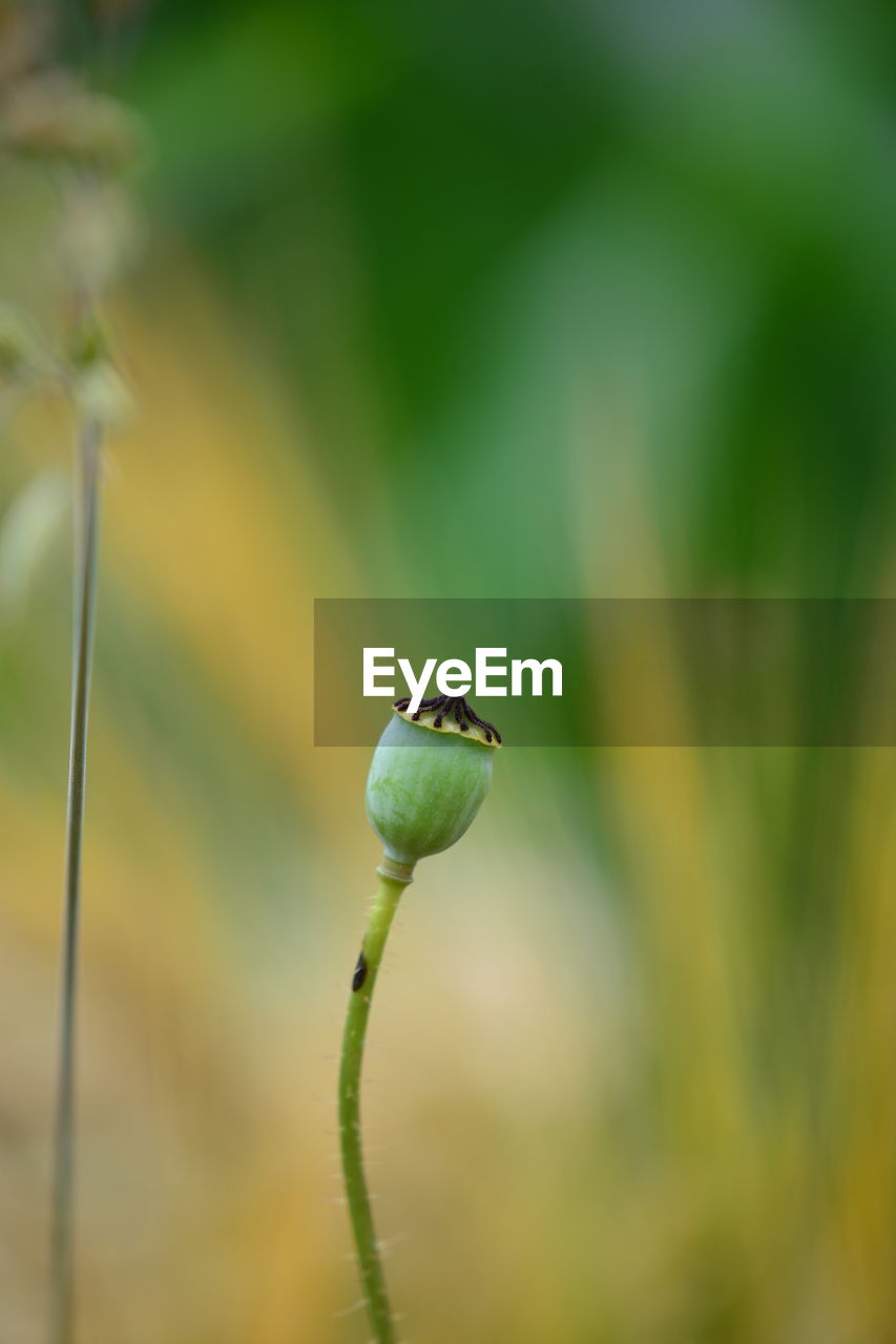 green, nature, close-up, plant, leaf, one animal, flower, animal themes, yellow, animal, grass, animal wildlife, no people, focus on foreground, wildlife, branch, macro photography, bud, day, plant stem, beauty in nature, insect, selective focus, growth, plant part, outdoors, sunlight, freshness, fragility, water