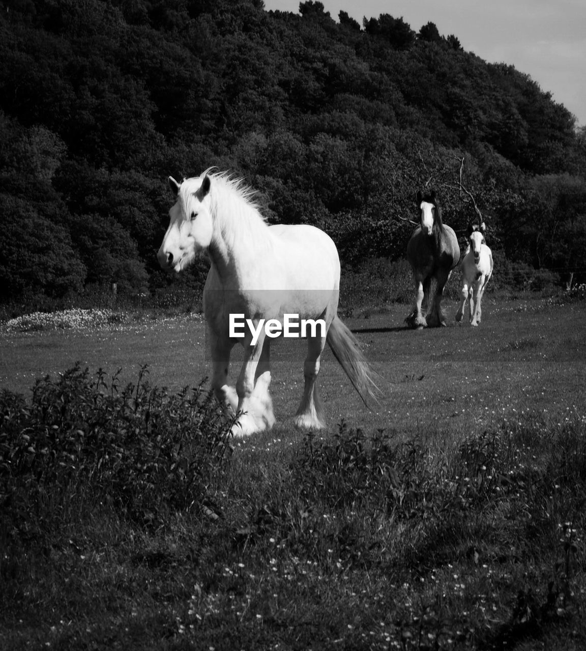 View of horses on landscape