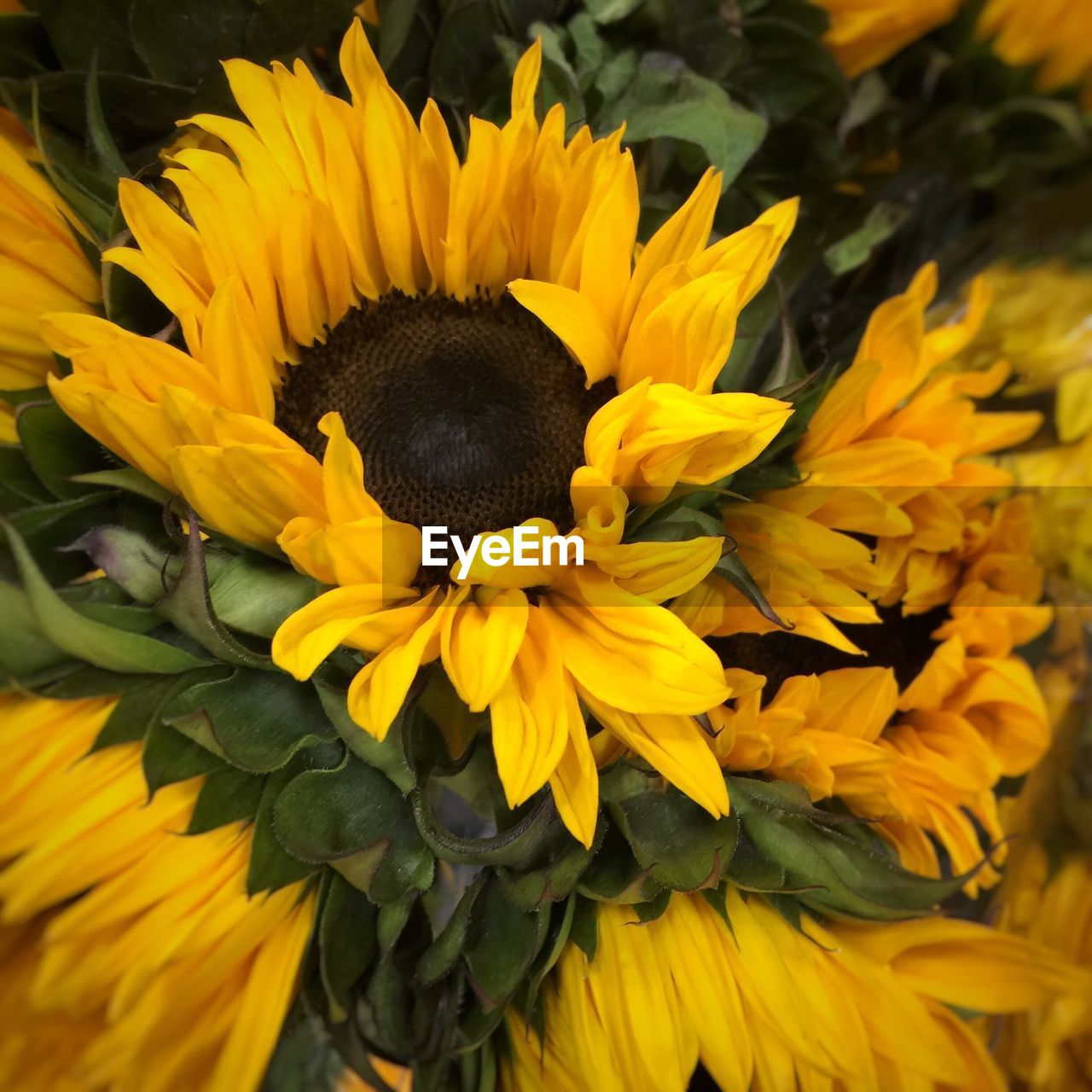 Close-up of sunflower blooming outdoors