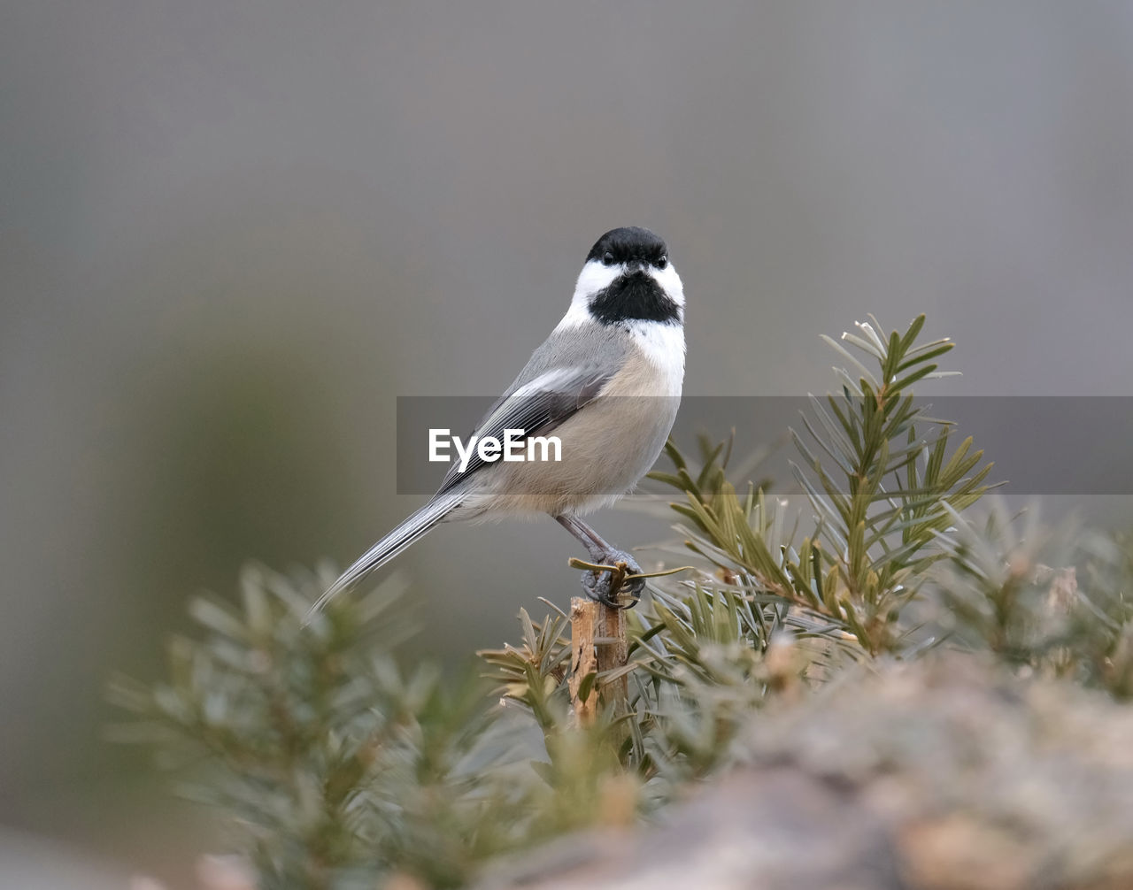 Chickadee perched