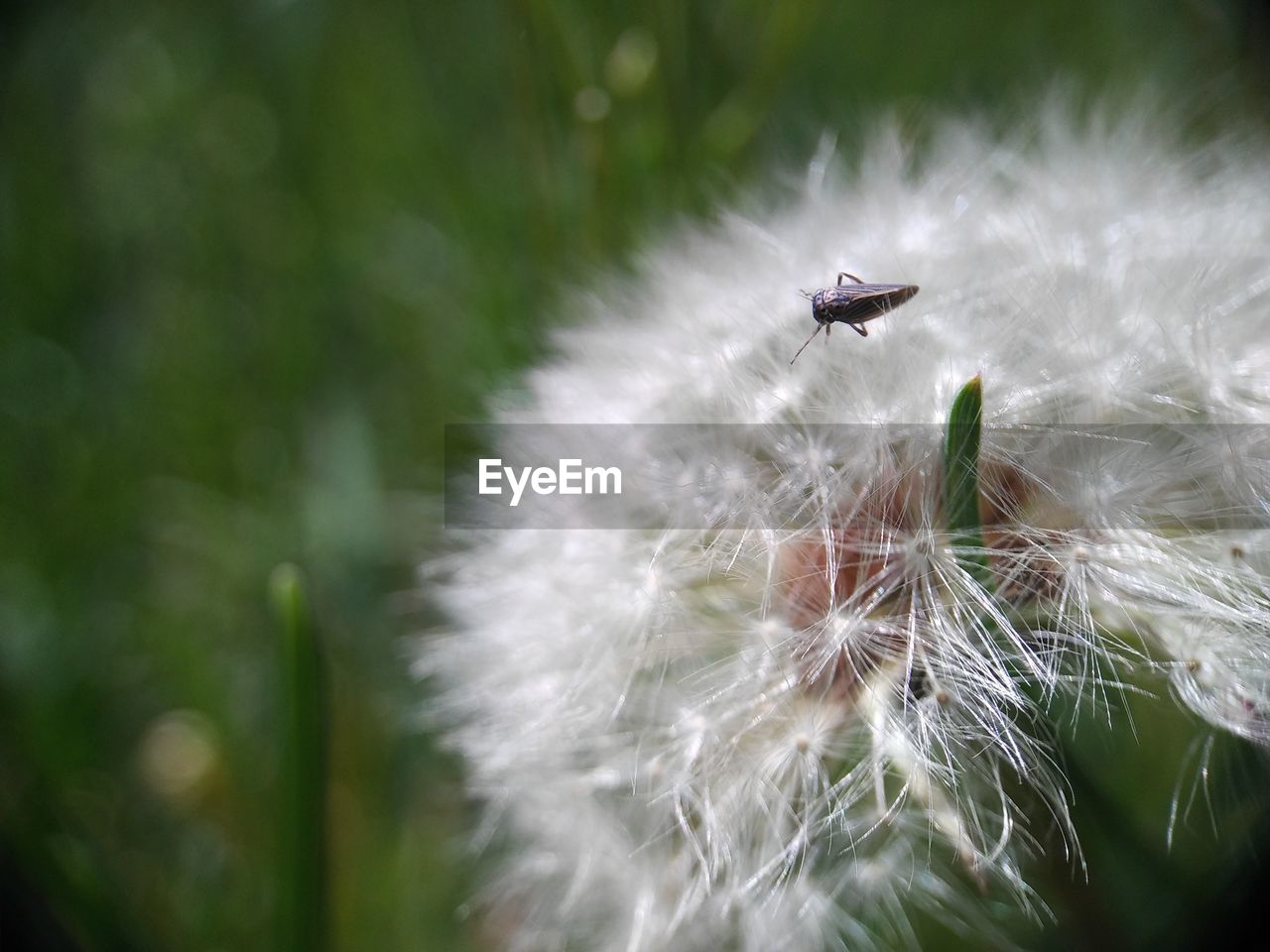 Close-up of bug on dandelion 