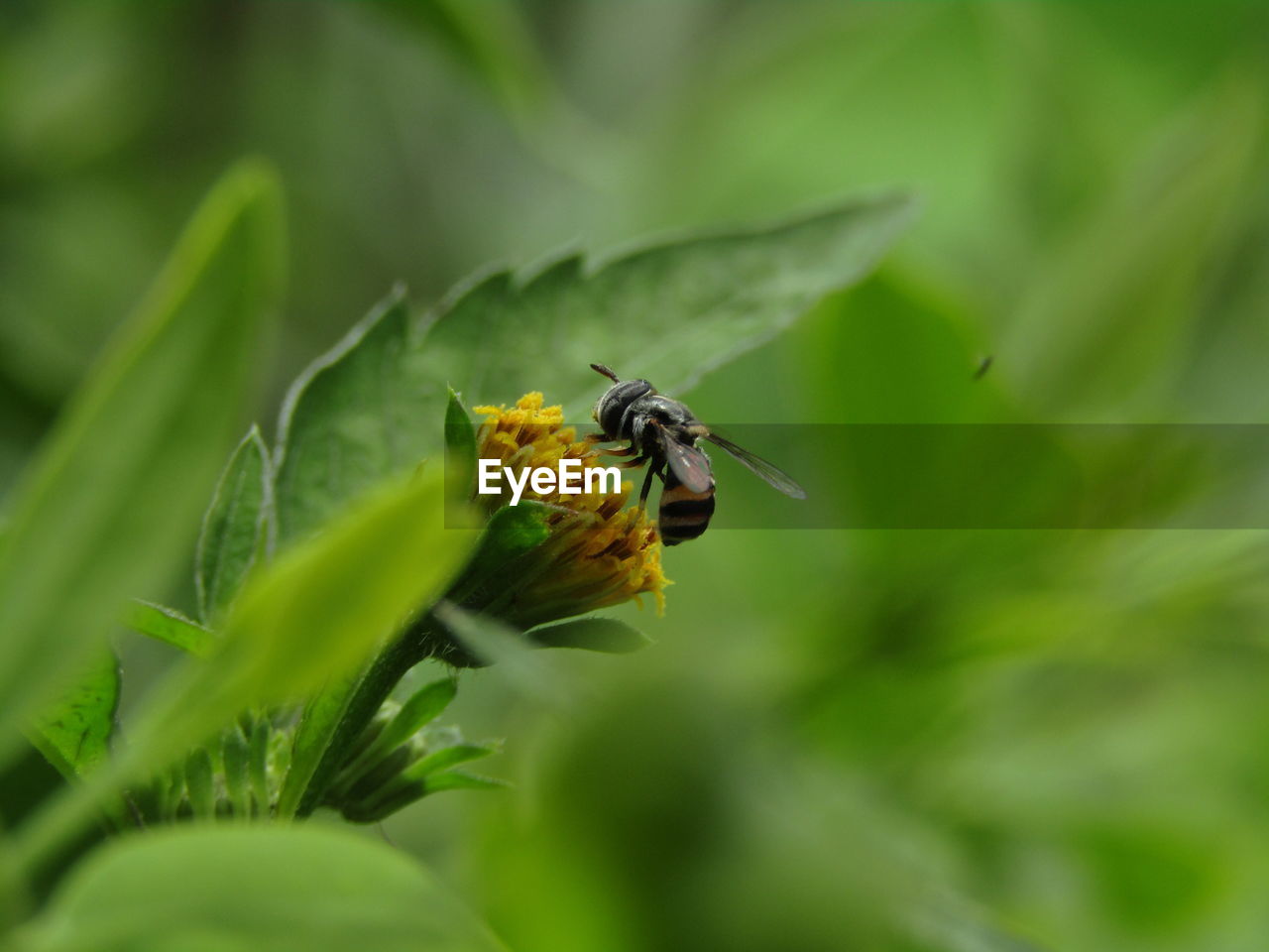 INSECT ON FLOWER