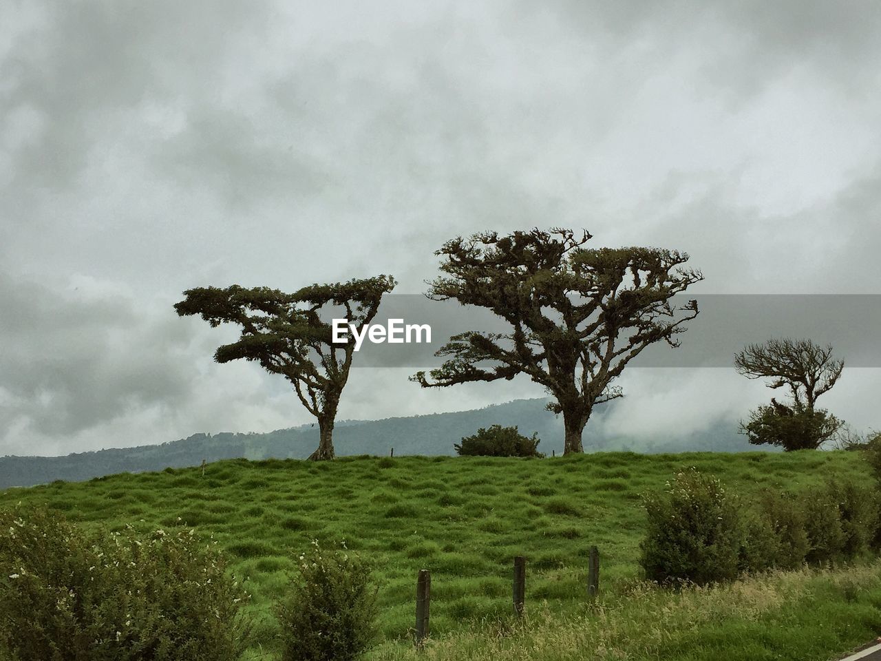 TREES ON GRASSY FIELD AGAINST CLOUDY SKY