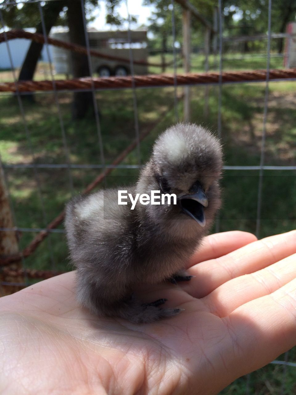 CLOSE-UP OF HAND HOLDING BIRD IN PARK