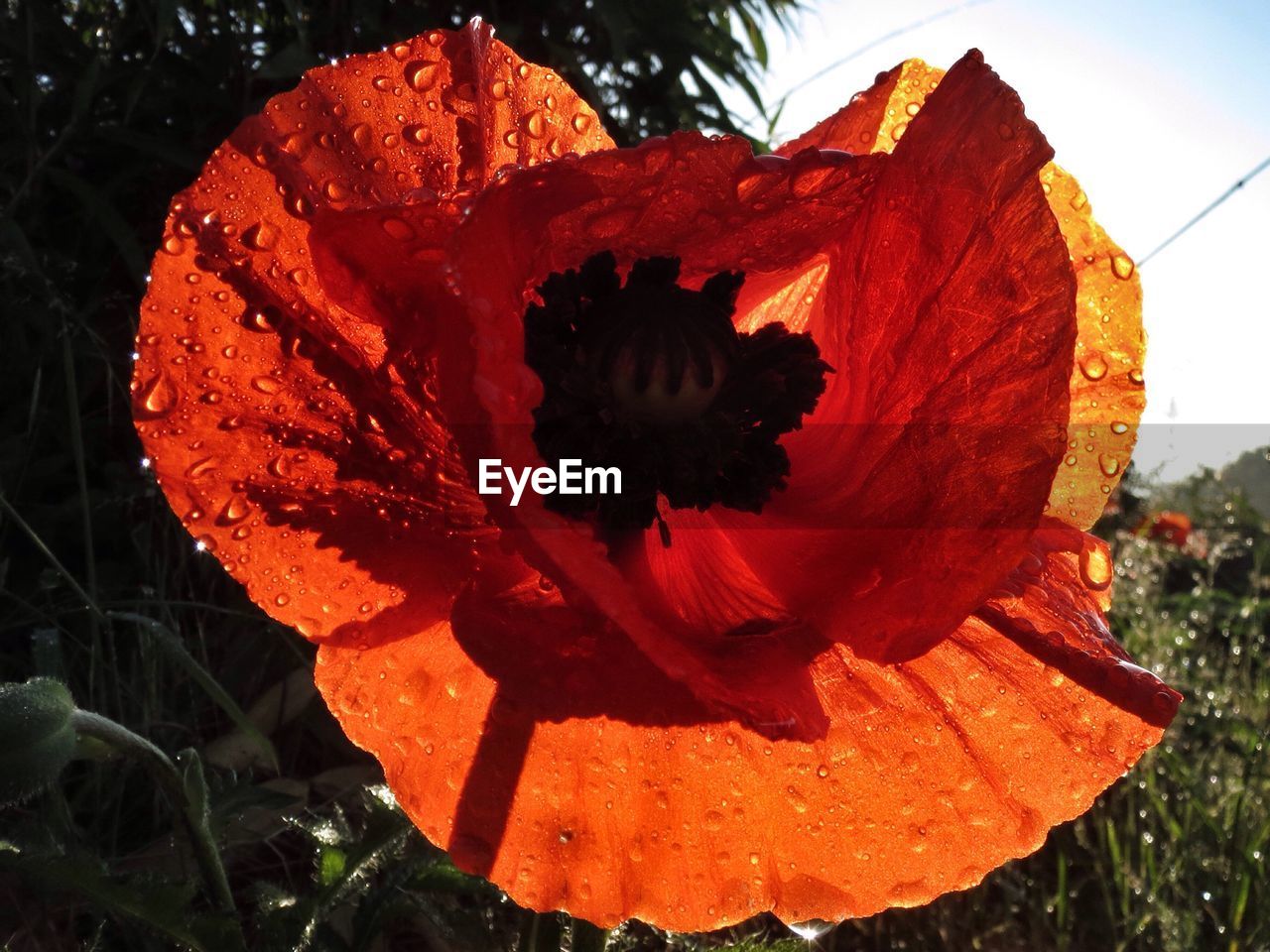 Close-up of wet red poppy blooming in park