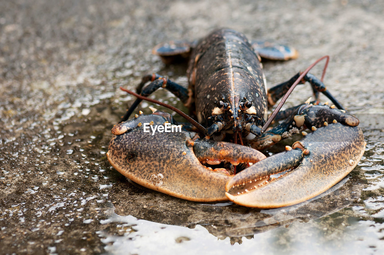 Close-up of crab on ground