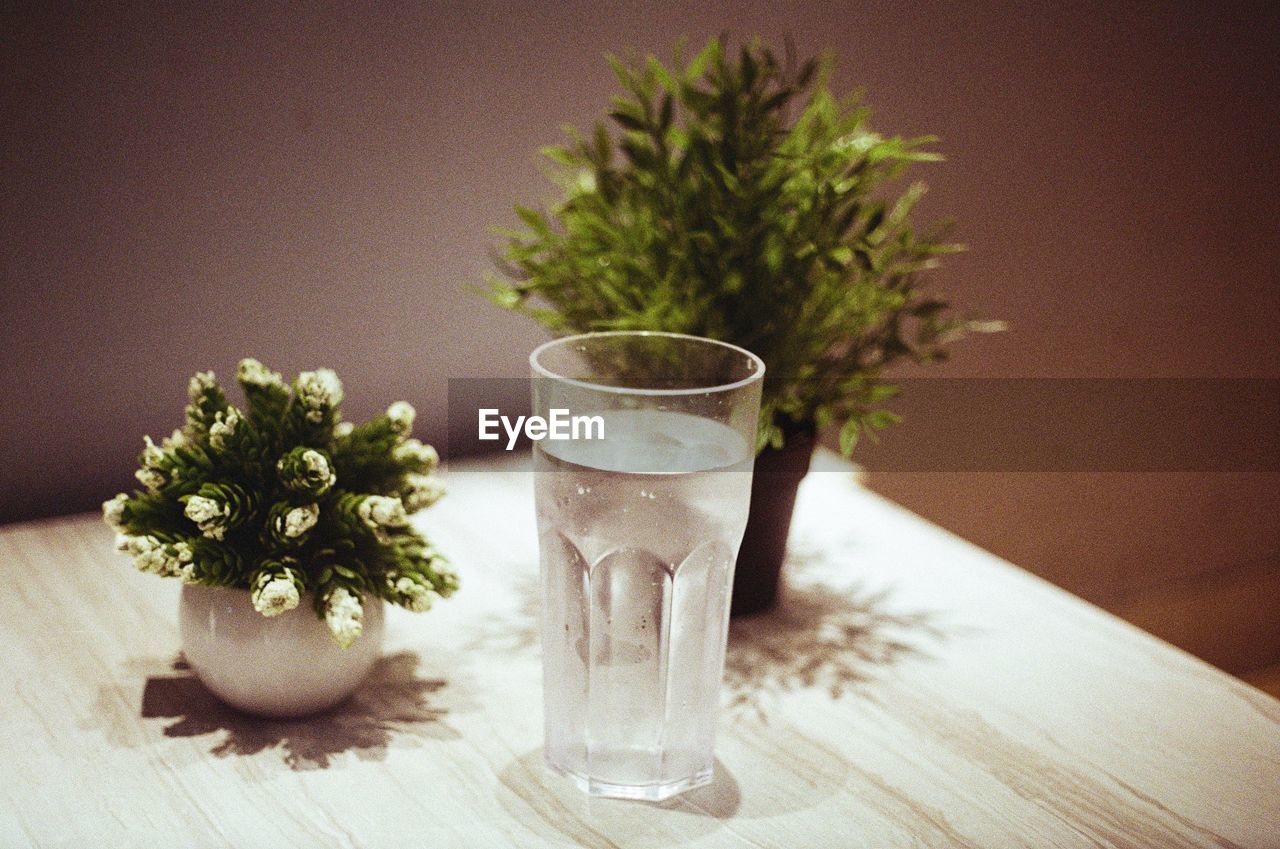 Close-up of potted plant on table