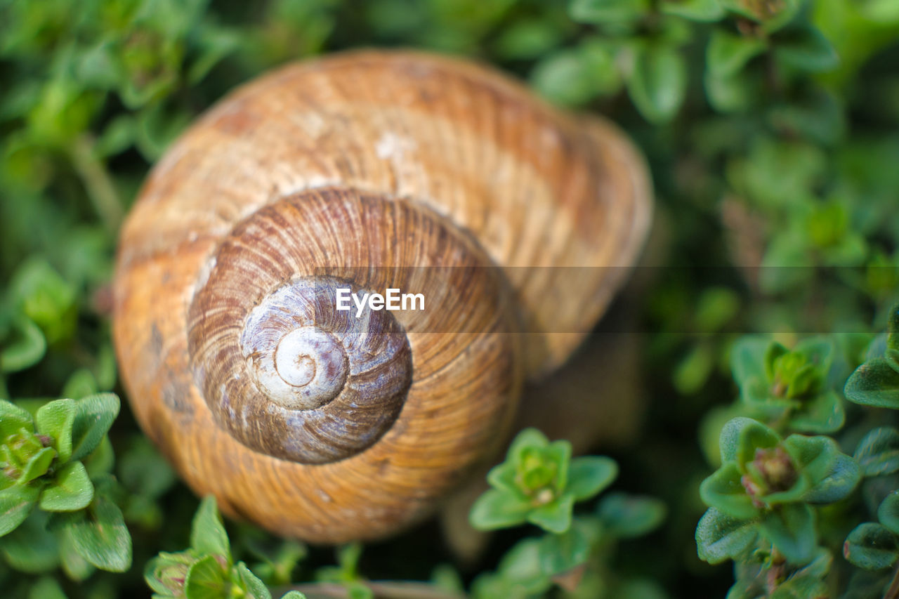 CLOSE-UP OF SNAIL ON GREEN LEAF