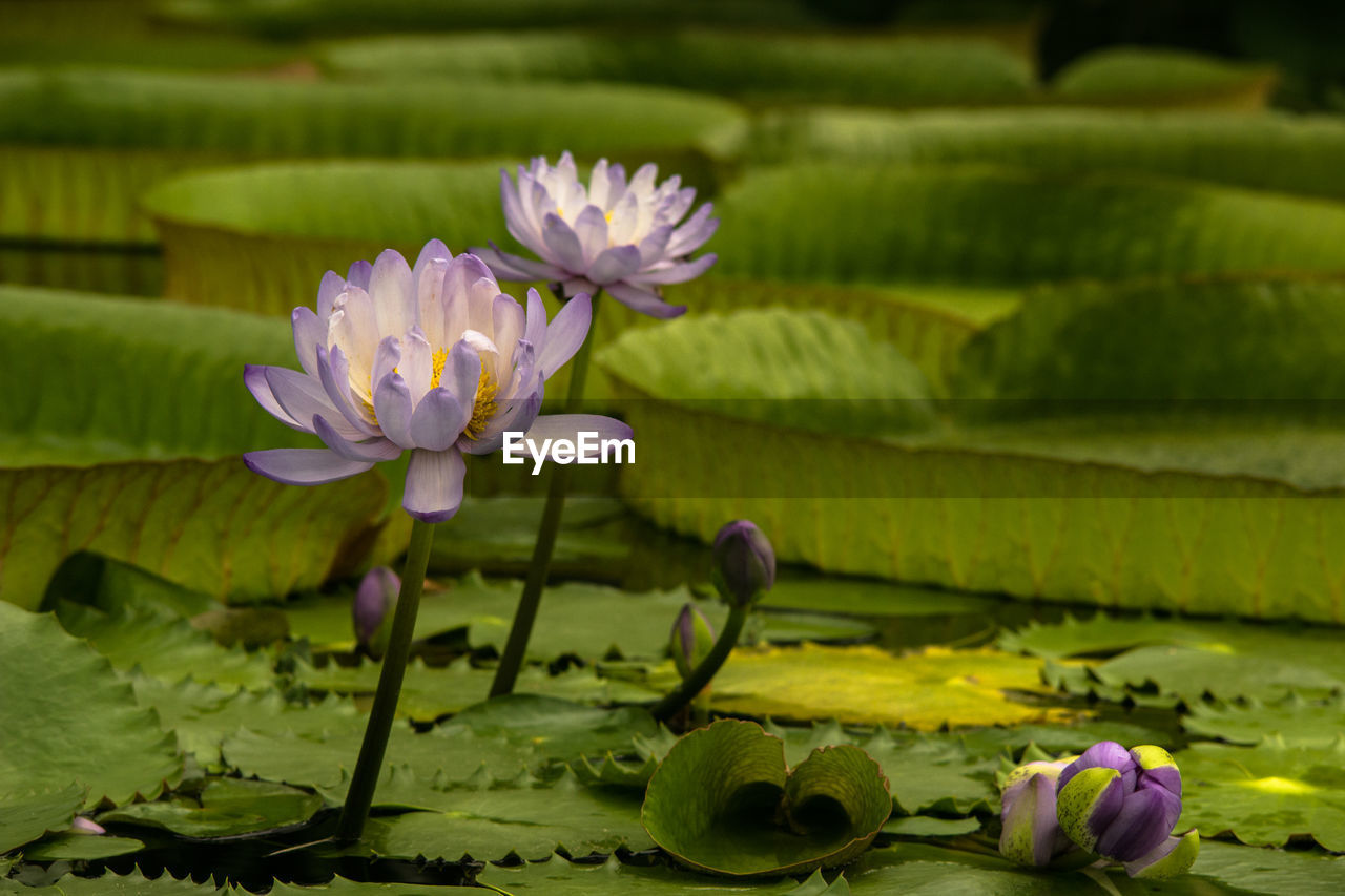 CLOSE-UP OF LOTUS WATER LILY