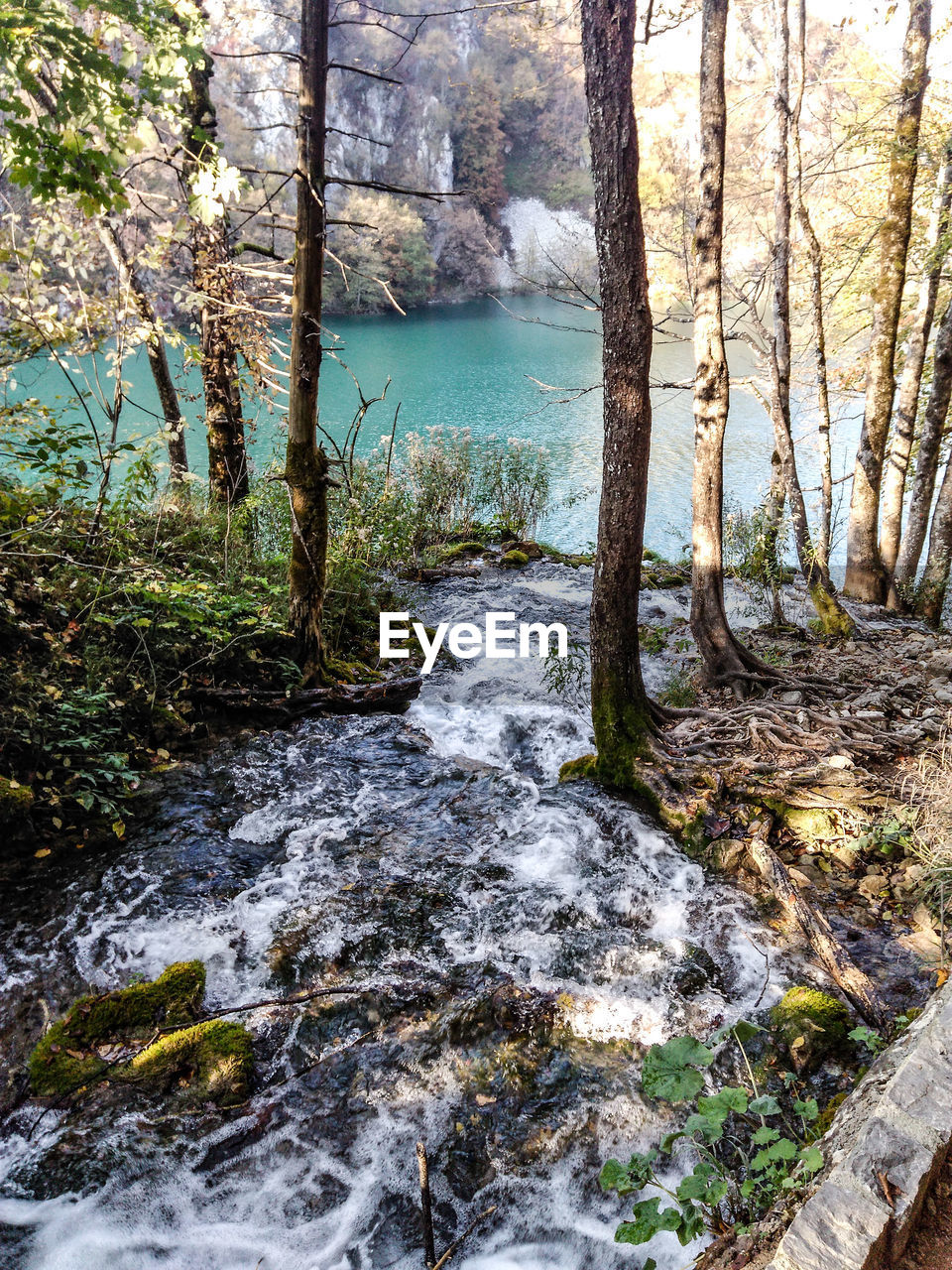 River flowing through rocks in forest