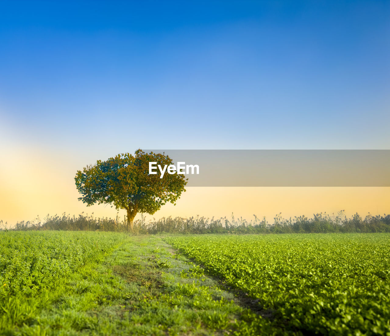 landscape, field, plant, environment, sky, land, horizon, rural scene, nature, agriculture, tree, scenics - nature, beauty in nature, grass, tranquility, morning, sunlight, crop, growth, green, blue, grassland, cloud, tranquil scene, plain, no people, farm, sun, food and drink, food, meadow, idyllic, clear sky, rural area, summer, outdoors, environmental conservation, horizon over land, social issues, sunrise, vibrant color, non-urban scene, rapeseed, hill, twilight, springtime, freshness, copy space, natural environment, flower, sunny, prairie, in a row, backgrounds, yellow, plant part, day, vegetable, single tree, multi colored, dawn, cereal plant, back lit, urban skyline, foliage, sunbeam, landscaped, lush foliage, leaf